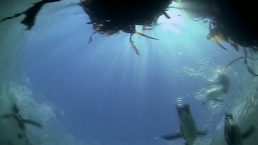 low angle, fish eye. Penguins swim over camera. Shat of sunlight filters through water.