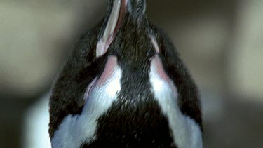 Penguin calling, head thrown right back, beak wide open