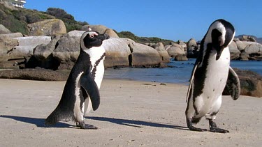 Male penguin circles female. Beginning of courtship.