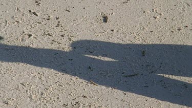 Shot of shadows of courting penguins.