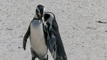 Courting pair of penguins waddle together.