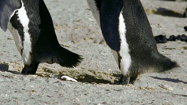 Both courting penguins wag tails, display.