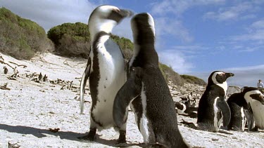 Courting Penguins, "kissing".