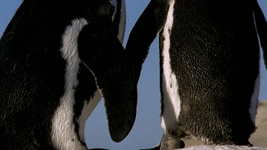 Courting penguins standing close together as if holding flippers or holding hands