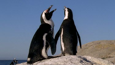 Courting penguins standing close together as if holding flippers or holding hands, calling together.