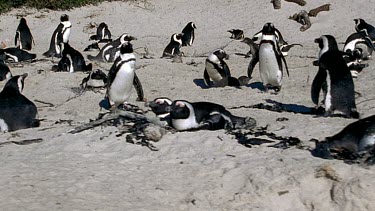 Colony of penguins nesting in shallow mounds