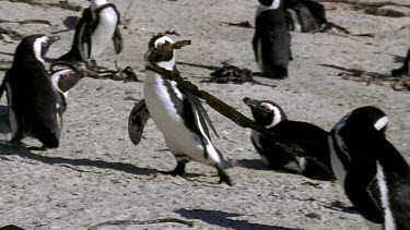 Penguin drags kelp nesting material through colony