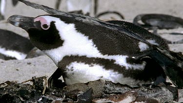 Kelp is dragged over a nesting penguin