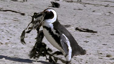 Carrying kelp to the nest to give to mate