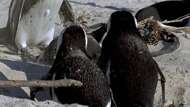 Two penguins watching other penguin digging nesting burrow