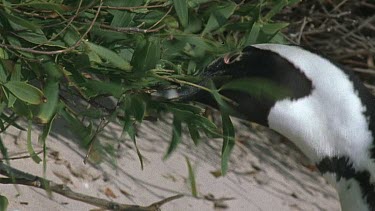 Penguin shaking bush for nesting material