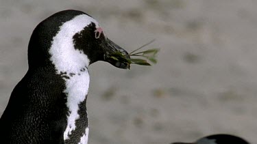 Penguin carrying leaf to nest