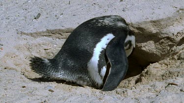 Penguin entering burrow in sand