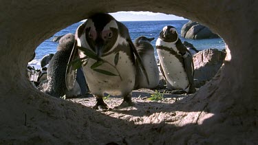 Penguin entering burrow in sand shot from inside burrow.