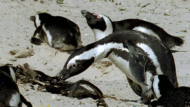 Penguin steals twig from another penguins nest burrow.