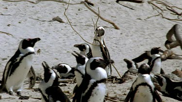 Penguin carrying branch, another penguin tries to steal it.