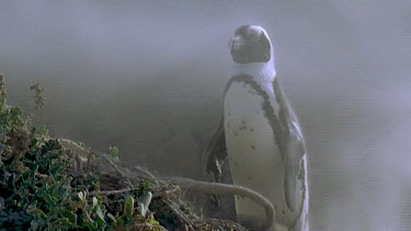 Penguin caught in spray of sand storm