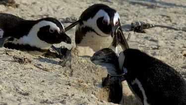 Penguins fighting, emerging from collapsed burrow