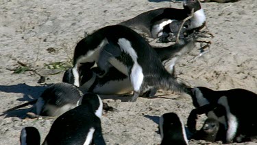 Penguins fighting, pecking and wrestling