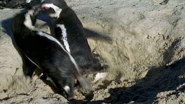 Penguins fighting, pecking and wrestling, The fight ends and the loser waddles off.