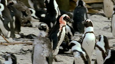 Penguin wounded in fight, bleeding, walking through colony.