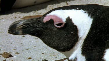 Penguin laying eggs CU
