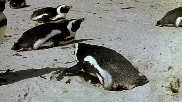 Penguin laying eggs