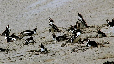 Shadow of a gull flies over nesting penguins in colony. Penguins call loudly in defense