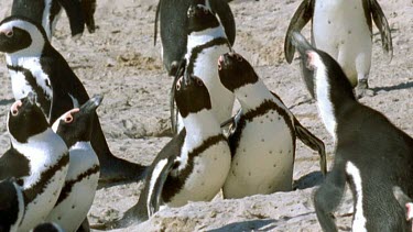 Nesting penguins watch seagull landing on beach
