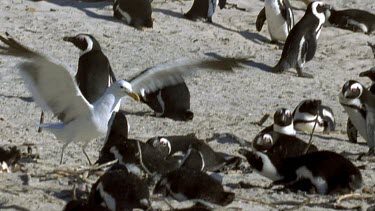 Seagull landing on beach, nesting penguins all around