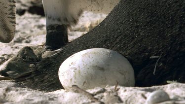 Penguin egg, protected by parent's tail