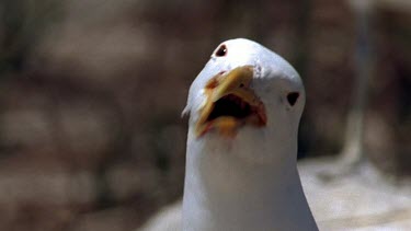 Seagull looks to camera, calls, threatens