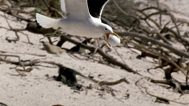 Seagull flies away with stolen egg