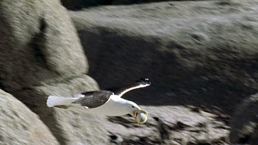 Seagull flying with egg in beak, drops the egg on the sand. The egg rolls away and the seagull runs after it.
