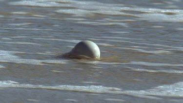 Penguin egg rolls along the sand , waves washes over it.