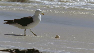 Gull chases the egg