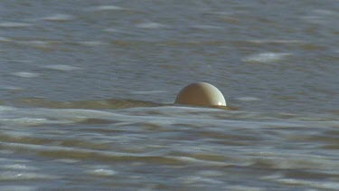 wave crashes over penguin egg