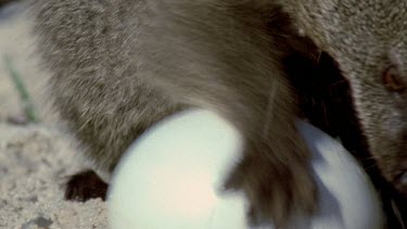 Mongoose trying to crack penguin egg