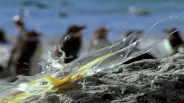 Penguin Egg dropped on rock cracks open. Penguin colony soft in BG.