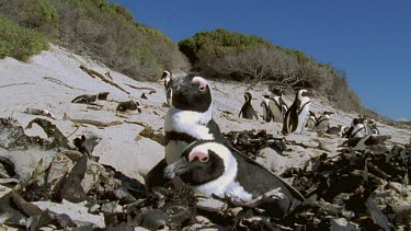 Penguin pair nesting