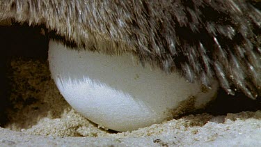Egg covered by parent's tail