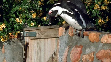 Penguin jumping off wall