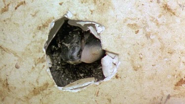 Egg hatching, cracking open, reveal penguin inside