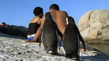 Mating pair holding "flippers" with human couple in BG