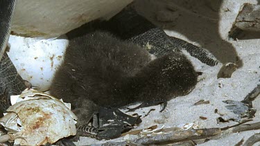 Chick hatching, adult assists and cleans