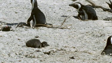Chick drags itself along beach but another adult not parent pecks aggressively at it and the chick retreats.