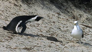 Penguin and gull stand either side of dead penguin chick. Penguin investigates but chick is dead.
