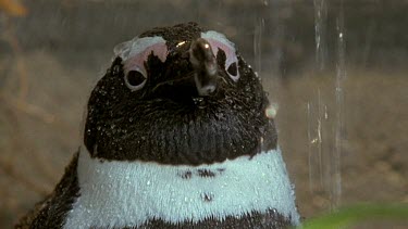 Penguin enjoying a shower . Water drips onto penguin and the animal shakes off the excess.