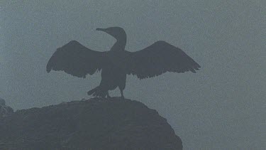 cormorant in silhouette with wings outstretched, mist. Looks like mythical bird, like a phoenix,