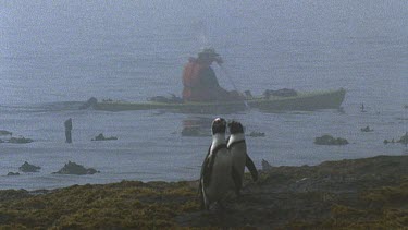 Misty shot. Canoeists paddle past penguins on shore.